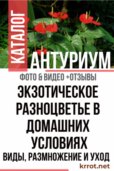 Антуриум (Anthurium): виды и сорта, посадка и уход в домашних условиях, размножение, пересадка | (Фото & Видео)