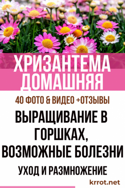 Хризантема домашняя: описание, сорта, выращивание в горшках, уход и размножение, возможные болезни (40+ Фото & Видео) +Отзывы