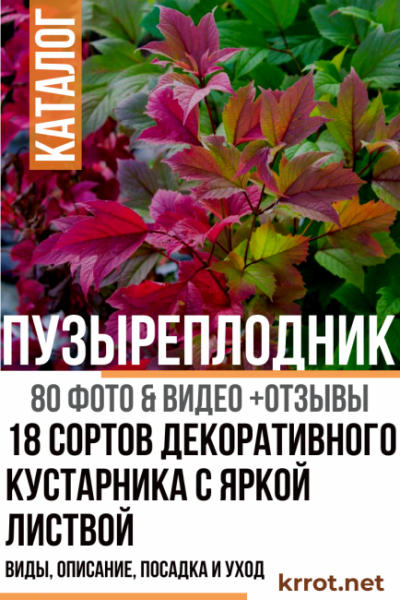 Пузыреплодник: виды, описание 18 популярных сортов, посадка и уход (80+ Фото & Видео) +Отзывы