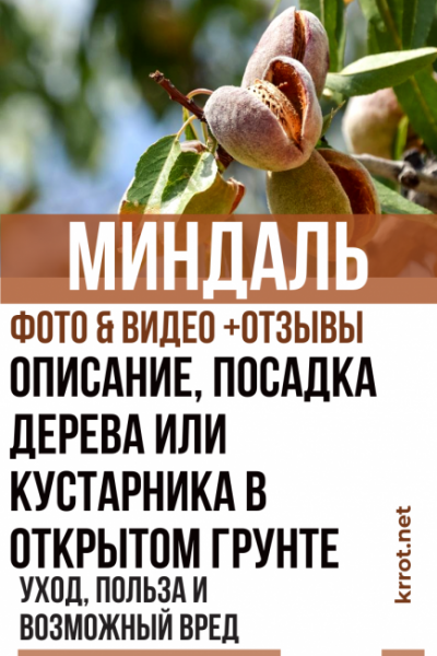 Миндаль: описание, посадка дерева или кустарника в открытом грунте, уход за ним, польза и возможный вред (Фото & Видео) +Отзывы