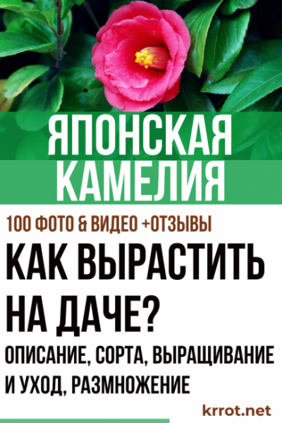 Японская камелия в домашних условиях — зимний цветок из Азии: описание, сорта, выращивание и уход, размножение (100+ Фото & Видео) +Отзывы