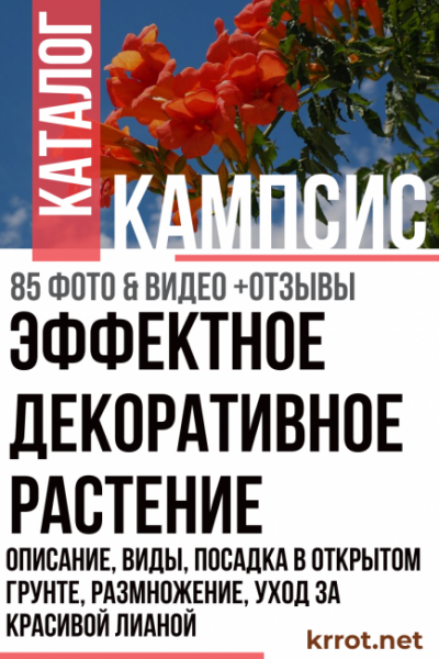 Кампсис: описание, виды, посадка в открытом грунте, размножение и уход за красивой лианой (85+ Фото & Видео) +Отзывы