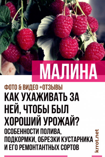 Малина: как ухаживать за ней, чтобы был хороший урожай? Весной, летом, осенью и зимой: особенности полива, подкормки, обрезки кустарника и его ремонтантных сортов