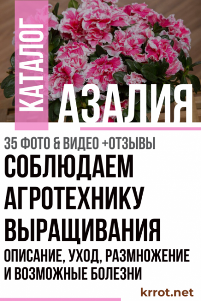 Азалия — описание, уход, размножение и возможные болезни (35 Фото & Видео) — Соблюдаем агротехнику выращивания