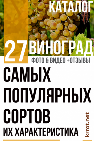 Виноград: описание 27 самых популярных сортов, их характеристика (Фото & Видео) +Отзывы