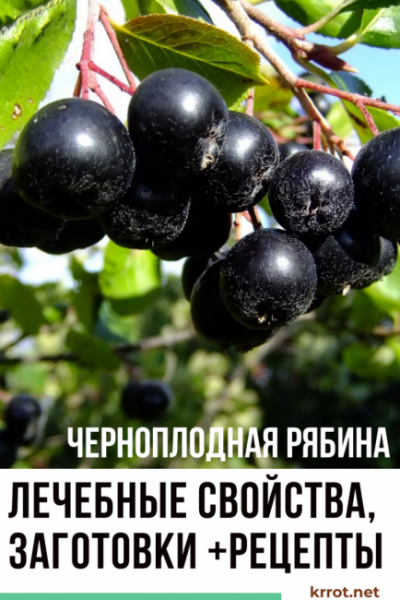 Черноплодная рябина (арония): лечебные свойства и противопоказания для мужчин и женщин, заготовка на зиму +рецепты | (Фото & Видео) +Отзывы