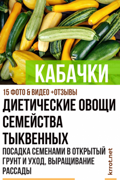 Кабачки: диетические овощи семейства тыквенных. Посадка семенами в открытый грунт и уход, выращивание рассады (15 Фото & Видео) +Отзывы