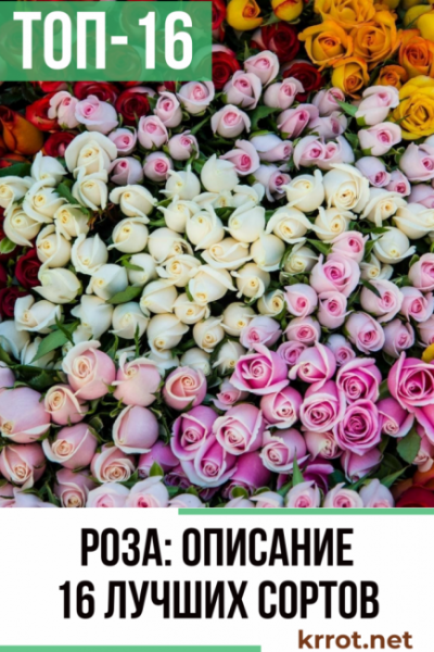 Роза: описание 16 сортов, особенности и уход — такая разная королева цветов (150 Фото & Видео) +Отзывы