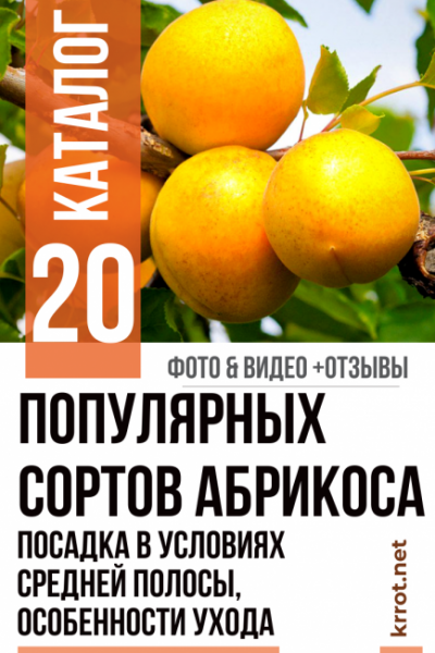 Абрикос: описание 20 популярных сортов, посадка в условиях средней полосы, особенности ухода (33 Фото & Видео) +Отзывы