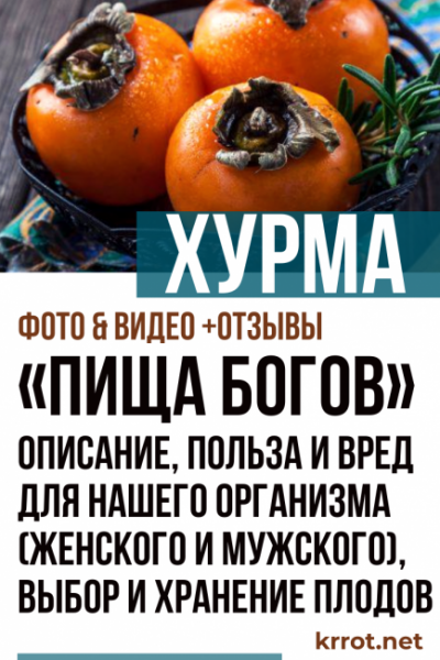 Хурма «Пища богов»: описание, польза и вред для нашего организма (женского и мужского), выбор и хранение плодов (Фото & Видео) +Отзывы