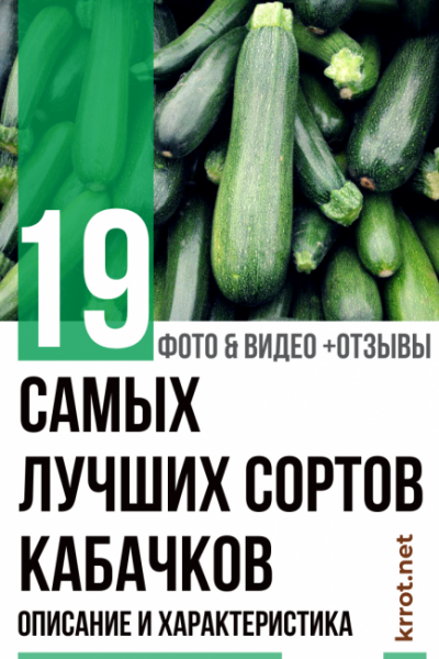 19 Самых лучших сортов кабачков: описание и характеристика. Выбирайте свой любимый сорт (Фото & Видео) +Отзывы