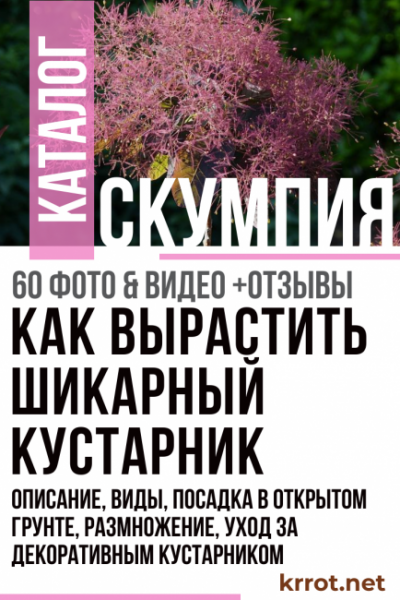 Скумпия: описание, виды, посадка в открытом грунте, размножение и уход за декоративным кустарником (60 Фото & Видео) +Отзывы