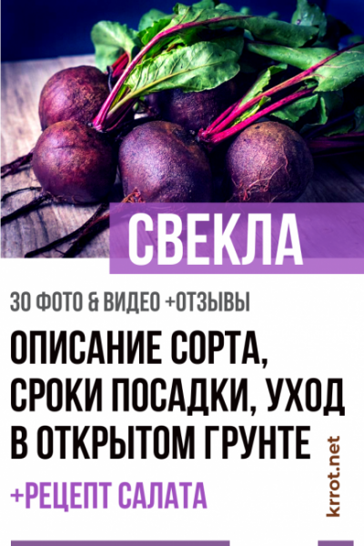 Свекла: описание, сорта, сроки посадки, уход в открытом грунте, рецепт салата (30 Фото & Видео) +Отзывы