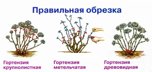 Гортензия (90+ Фото) — описание, уход в открытом грунте, размножение, пересадка, болезни (Видео) +Отзывы