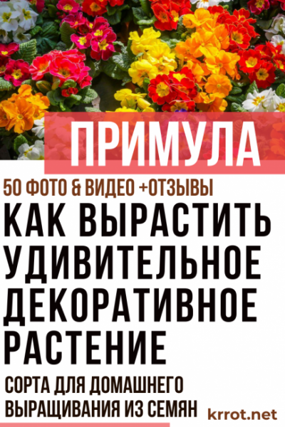 Примула: описание, сорта для домашнего выращивания из семян, соблюдение правил выращивания и ухода (50+ Фото & Видео) +Отзывы