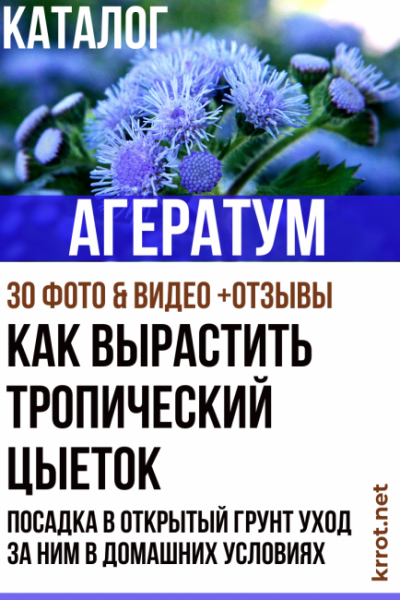 Агератум: описание, посадка в открытый грунт и уход за ним в домашних условиях (30+ Фото & Видео) +Отзывы