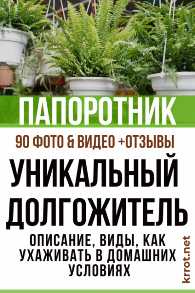 Папоротник: описание, виды, как ухаживать в домашних условиях (90 Фото) +Отзывы