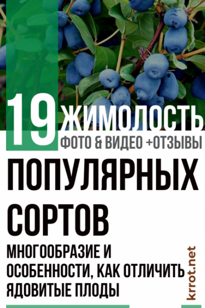 Жимолость: описание 19 популярных сортов, их многообразие и особенности, как отличить ядовитые плоды (35 Фото & Видео) +Отзывы