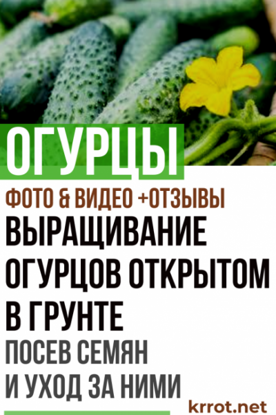 Выращивание огурцов открытом в грунте: посадка семян и уход за ними | (Фото & Видео) +Отзывы