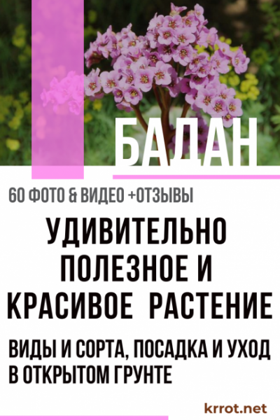 Бадан: описание, виды и сорта, посадка и уход в открытом грунте, лечебные свойства и противопоказания (60+ Фото & Видео) +Отзывы