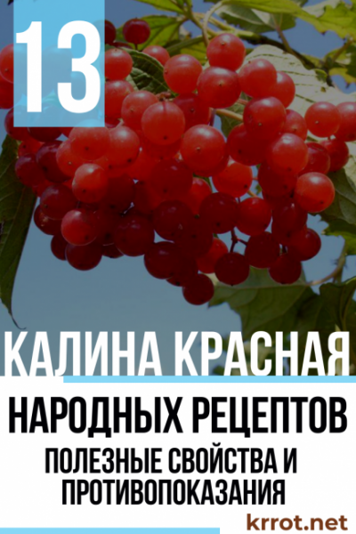 Ягода Калина Красная: и ее полезные свойства и противопоказания, 10 народных рецептов | (Фото & Видео) +Отзывы