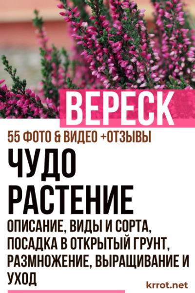 Вереск обыкновенный – медовый «иней» в саду. Описание, виды и сорта, посадка в открытый грунт, размножение, выращивание и уход (55+ Фото & Видео) +Отзывы