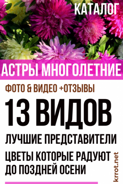 Астры многолетние: описание 13 видов, уход и посадка в домашних условиях, способы размножения и выращивания из семян (Фото & Видео) +Отзывы