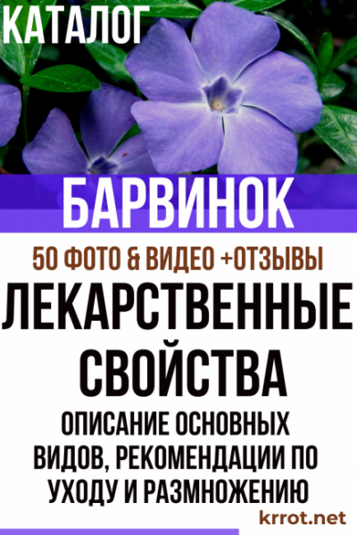 Барвинок: описание основных видов, рекомендации по уходу и размножению, лекарственные свойства (50+ Фото & Видео) +Отзывы