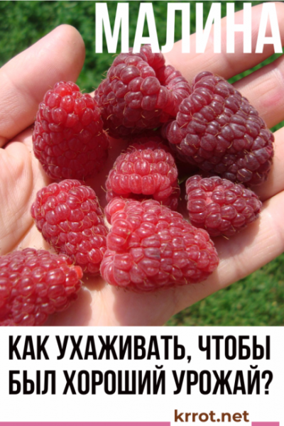 Малина: как ухаживать за ней, чтобы был хороший урожай? Весной, летом, осенью и зимой: особенности полива, подкормки, обрезки кустарника и его ремонтантных сортов