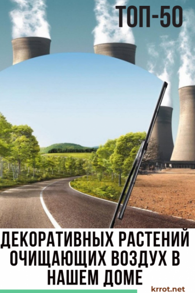 ТОП-50 Декоративных растений очищающих воздух в нашем доме или квартире (50+ Фото & Видео) +Отзывы