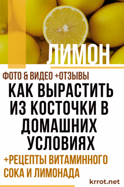 Лимон: описание, уход, выращивание из косточки в домашних условиях, рецепты витаминного сока и лимонада (Фото & Видео) +Отзывы