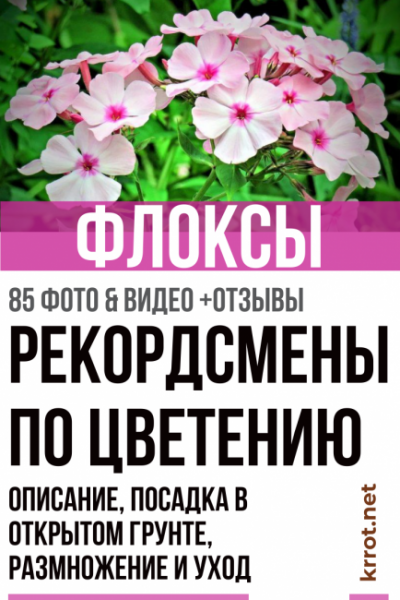 Флоксы — рекордсмены по цветению: описание, посадка в открытом грунте, размножение и уход (85+ Фото & Видео) +Отзывы