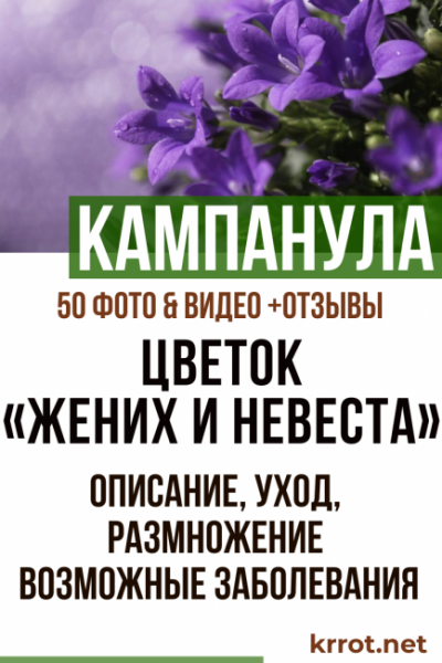 Комнатный цветок «Жених и невеста» или кампанула: описание, уход, размножение и возможные заболевания (50 Фото) +Отзывы