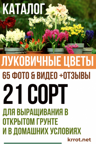 Каталог Луковичных Цветов: Описание 21 Сорта, для выращивания в открытом грунте и в домашних условиях (65 Фото & Видео) +Отзывы