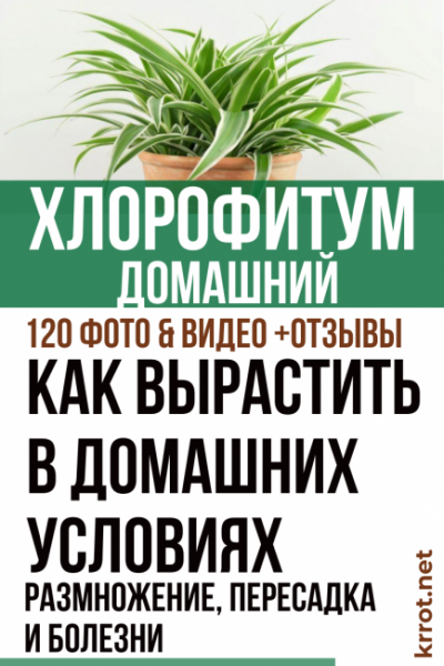 Хлорофитум домашний (120 Фото) — уход в домашних условиях, размножение, пересадка, болезни +Отзывы