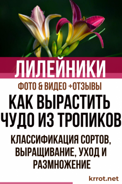 Лилейники: описание, классификация сортов, выращивание, уход и размножение (Фото & Видео) +Отзывы