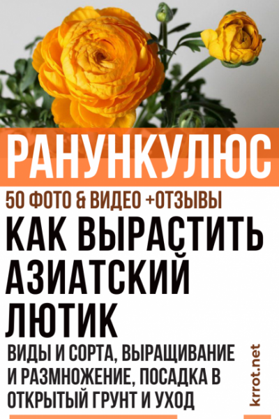 Ранункулюс (Лютик): описание, виды и сорта, выращивание и размножение, посадка в открытый грунт и уход, полезные свойства (50 Фото & Видео) +Отзывы