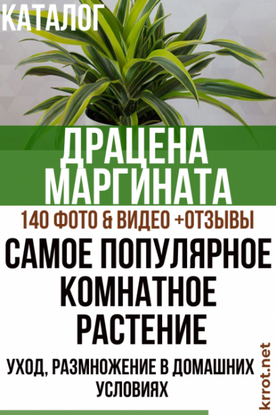 Драцена маргината — уход после покупки, пересадка, размножение в домашних условиях (140 Фото)