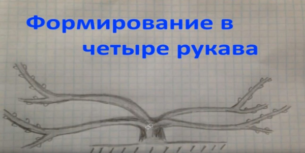 Как обрезать виноград: осенью и перед укрытием на зиму | Инструкция для начинающих садоводов, схемы | (Фото & Видео)