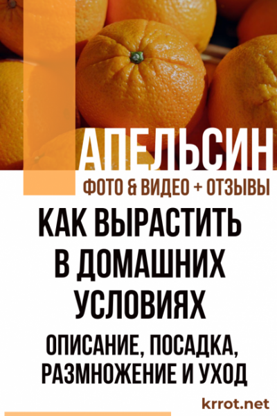 Апельсин: описание, посадка, выращивание в домашних условиях, размножение и уход (Фото & Видео) +Отзывы