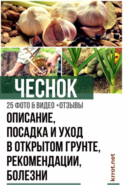 Чеснок — острый сосед с постоянной пропиской: описание, посадка и уход в открытом грунте, рекомендации, возможные болезни (25 Фото & Видео) +Отзывы