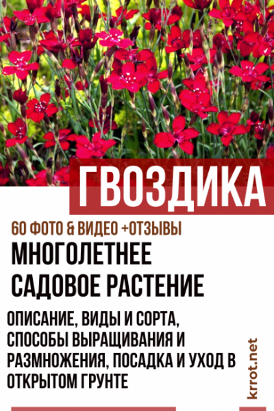 Цветок Гвоздика — описание, виды и сорта, способы выращивания и размножения, посадка и уход (60+ Фото & Видео)