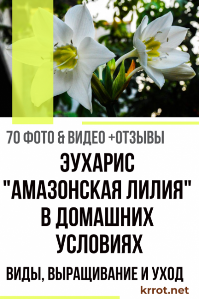 Эухарис в домашних условиях: описание, виды, выращивание и уход (70 Фото & Видео) +Отзывы